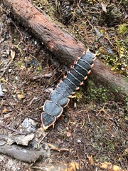 Platerodrilus paradoxus