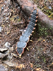 Platerodrilus paradoxus