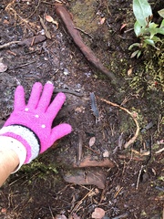 Platerodrilus paradoxus