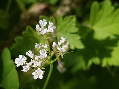 Torilis arvensis
