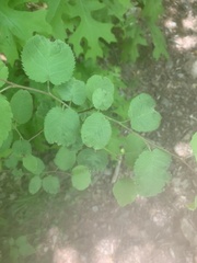 Amelanchier spicata