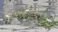 Egretta garzetta
