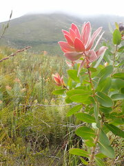 Protea aurea aurea