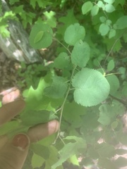 Amelanchier spicata