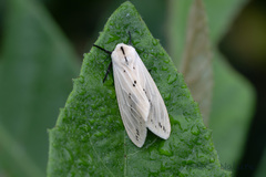 Spilarctia subcarnea