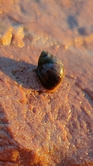 Littorininae