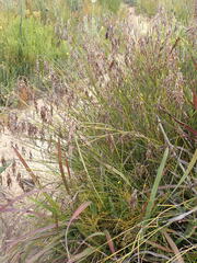 Rhodocoma fruticosa