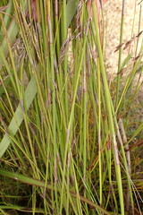 Rhodocoma fruticosa