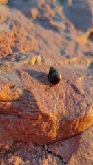 Littorininae