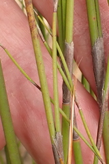 Rhodocoma fruticosa