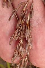 Rhodocoma fruticosa