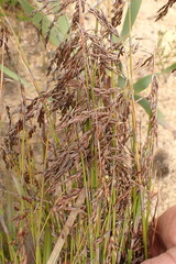 Rhodocoma fruticosa