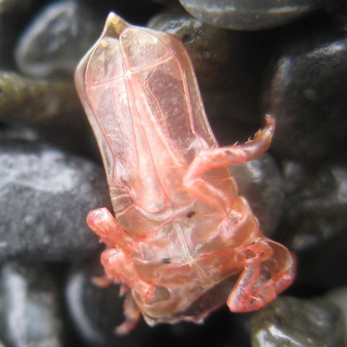Euidotea durvillei