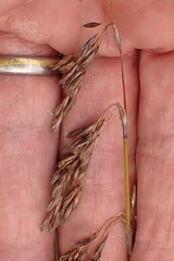 Rhodocoma fruticosa