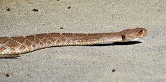 Crotalus ruber