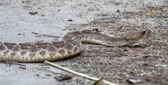Crotalus ruber
