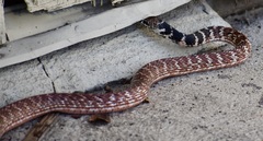 Masticophis flagellum piceus