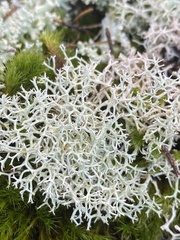 Cladonia subtenuis