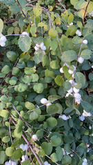 Symphoricarpos albus
