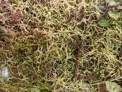 Magnoliopsida