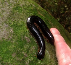 Doratogonus infragilis
