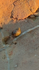 Littorininae