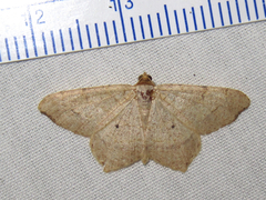 Psamatodes trientata