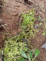 Magnoliopsida