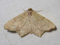 Psamatodes trientata