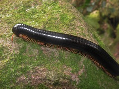 Doratogonus infragilis