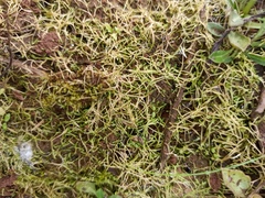 Magnoliopsida