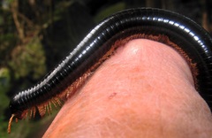 Doratogonus infragilis