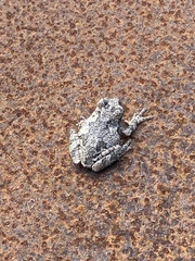 Hyla versicolor