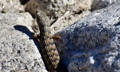 Elgaria multicarinata webbii