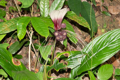 Tacca cristata