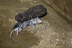 Geomyidae