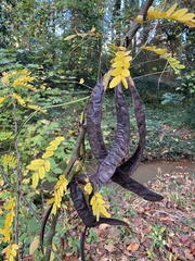 Gleditsia triacanthos