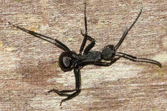 Myrmhopla
