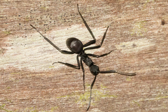 Myrmhopla