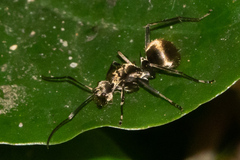 Myrma