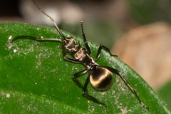 Myrma