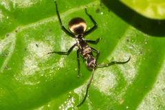Myrma