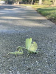 Stagmomantis