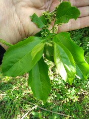 Celtis iguanaea