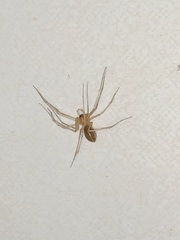 Cithaeron praedonius