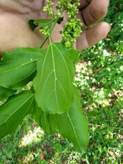 Celtis iguanaea