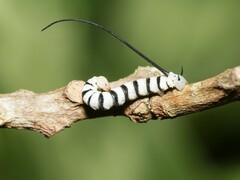 Isognathus swainsonii