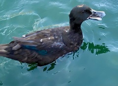 Anas platyrhynchos domesticus