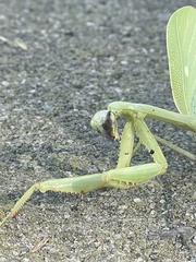 Stagmomantis