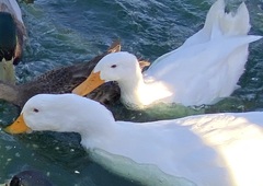 Anas platyrhynchos domesticus